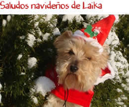 Saludos navideños de Laika
