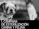 I.Campaña de esterilización canina y felina