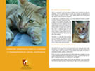 Consejos generales para el cuidado y comprensión de gatos adoptados