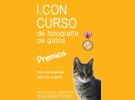 I. Concurso de fotografa de gatos