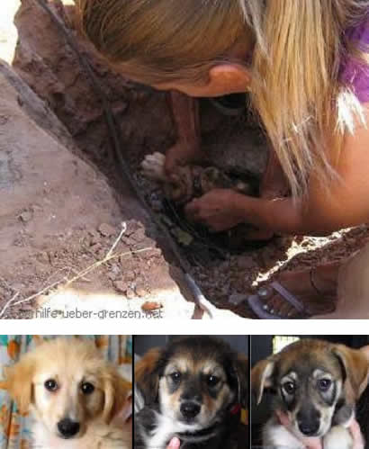 Rescate cachorros tubería